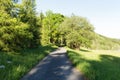 Narrow path lit by soft spring sunlight. Forest spring nature. Spring forest natural landscape with forest trees Royalty Free Stock Photo