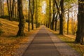 Narrow path lit by soft spring sunlight. Forest spring nature. Spring forest natural landscape with forest trees