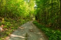 Narrow path lit by soft spring sunlight. Forest spring nature. Spring forest natural landscape with forest trees Royalty Free Stock Photo