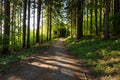 Narrow path lit by soft spring sunlight. Forest spring nature. Spring forest natural landscape with forest trees Royalty Free Stock Photo