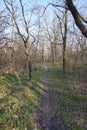 Narrow path in the spring forest Royalty Free Stock Photo