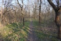 Narrow path in the spring forest Royalty Free Stock Photo