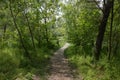 Narrow path in the spring forest. Royalty Free Stock Photo