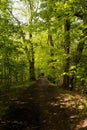 Narrow path in spring green forest Royalty Free Stock Photo