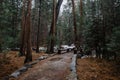 Narrow path surrounded by trees in Yosemite National Park, California, USA Royalty Free Stock Photo