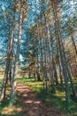 Narrow path through tall black pine tree parkland