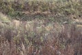 A narrow path in tall dry grass on the slope of a ravine Royalty Free Stock Photo