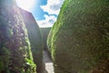 Narrow path in a tall grown maze on sunny day. Royalty Free Stock Photo