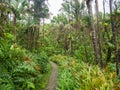 Narrow path though El Yunque tropical rainforest in Puerto Rico