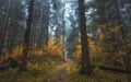 Narrow path with trees with autumn yellow leaves in dark misty forest. autumn atmospheric forest landscape Royalty Free Stock Photo