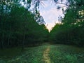 Path in the forest