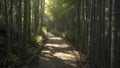 A narrow path winding through a dense bamboo forest. Royalty Free Stock Photo