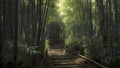 A narrow path winding through a dense bamboo forest. Royalty Free Stock Photo