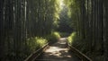 A narrow path winding through a dense bamboo forest. Royalty Free Stock Photo