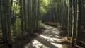 A narrow path winding through a dense bamboo forest. Royalty Free Stock Photo