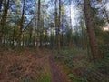 Narrow path winds through dark shaded woodland in winter