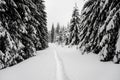 Narrow path in winter mountain forest Royalty Free Stock Photo
