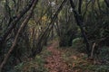 Narrow pathway covered with brown leaves surrounded by bare trees in the forest Royalty Free Stock Photo