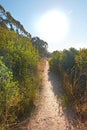 Narrow pathway in the forest with bushes of colorful greenery for a quiet walk or hike in nature. Scenery of mountain