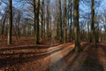 Narrow pathway in the middle of tall leafless trees under a blue sky Royalty Free Stock Photo