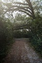 Narrow pathway in nature park with beautiful evening sunlight shining through trees. Royalty Free Stock Photo