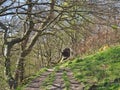 Narrow pathway though sunlit spring forest running along a grass covered hillside Royalty Free Stock Photo