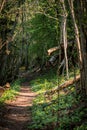 Narrow pathway through a wild forest with fallen trees, green grass and leaves and sunshine through the trees Royalty Free Stock Photo