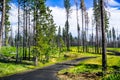 Narrow paved road crossing a lush meadow, Yosemite National Park, Sierra Nevada mountains, California; sunny day with white clouds Royalty Free Stock Photo