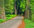 Country road runs through Humboldt Redwoods State Park, CA