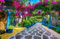 Narrow paved street full of colorful flowers in Sisi, Crete.