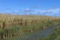 A narrow river that turns into a swampy area