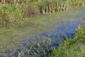 A narrow river that turns into a swampy area