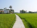 Narrow road between beautiful green rice fields