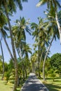 Narrow road among beautiful tall palm trees at the tropical island Royalty Free Stock Photo