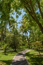 Narrow road among beautiful tall palm trees at the tropical resort Royalty Free Stock Photo