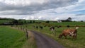 A narrow road between farm fields in Ireland in summer. A herd of cows grazing on a green farm pasture. Rustic landscape, cloudy Royalty Free Stock Photo