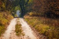 Narrow road in a forest covered in yellowing plants on a sunny day in autumn Royalty Free Stock Photo