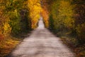 Narrow road in a forest covered in yellowing plants on a sunny day in autumn Royalty Free Stock Photo