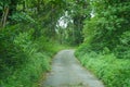 Narrow road through Green Forest towards Lungchok Royalty Free Stock Photo