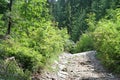 A narrow road made of stones in the Tatra Mountains. Royalty Free Stock Photo