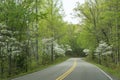 Dogwood Trees bloom in a green forest in the Smokies. Royalty Free Stock Photo