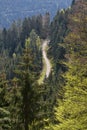 Narrow road with turns in the conifer forest of the Schwarzwald, Germany. With text space Royalty Free Stock Photo