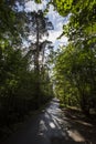 Narrow road in the woods with green grass, trees, shadows around. Serebryany Bor Silver pinewood forest park. Royalty Free Stock Photo