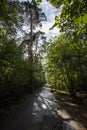 Narrow road in the woods with green grass, trees, shadows around. Serebryany Bor Silver pinewood forest park. Royalty Free Stock Photo