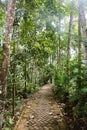 Narrow rocky path in the jungle Royalty Free Stock Photo