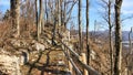 Narrow rural mountain path with a wooden railing and bare thin trunk trees in the winter