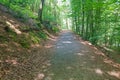 Narrow rural road on mountain slope, surrounded by abundant wild vegetation