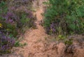 Narrow sandy path in the forest and purple heather