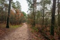 Narrow sandy path meandering through the Dutch autumn forest Royalty Free Stock Photo
