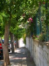 Shady sidewalk with trees and climbing plants on fence